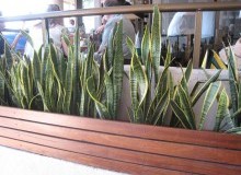 Kwikfynd Indoor Planting
tecoma