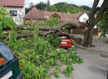 Kwikfynd Tree Cutting Services
tecoma