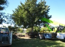 Kwikfynd Tree Management Services
tecoma